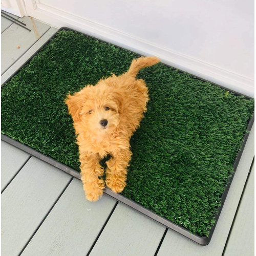 Tucker Murphy Pet™ Indoor/Outdoor Dog Grass Large Pet Loo Portable